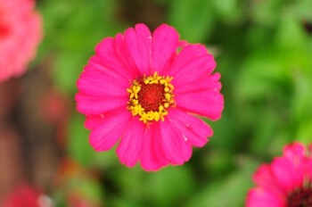 Pink (Straight out of Camera)